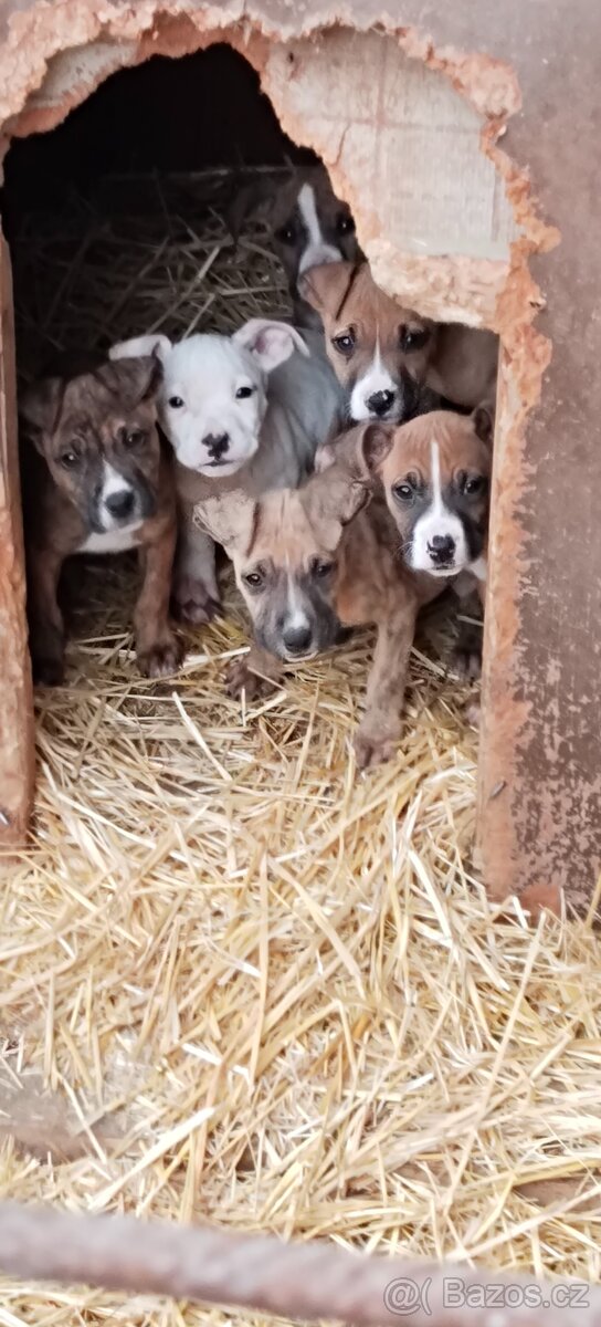 Americký stafordšírský teriér