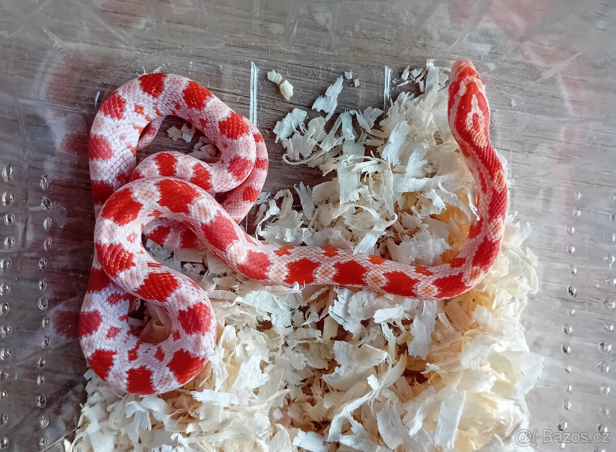 Užovka červená het Scaleless