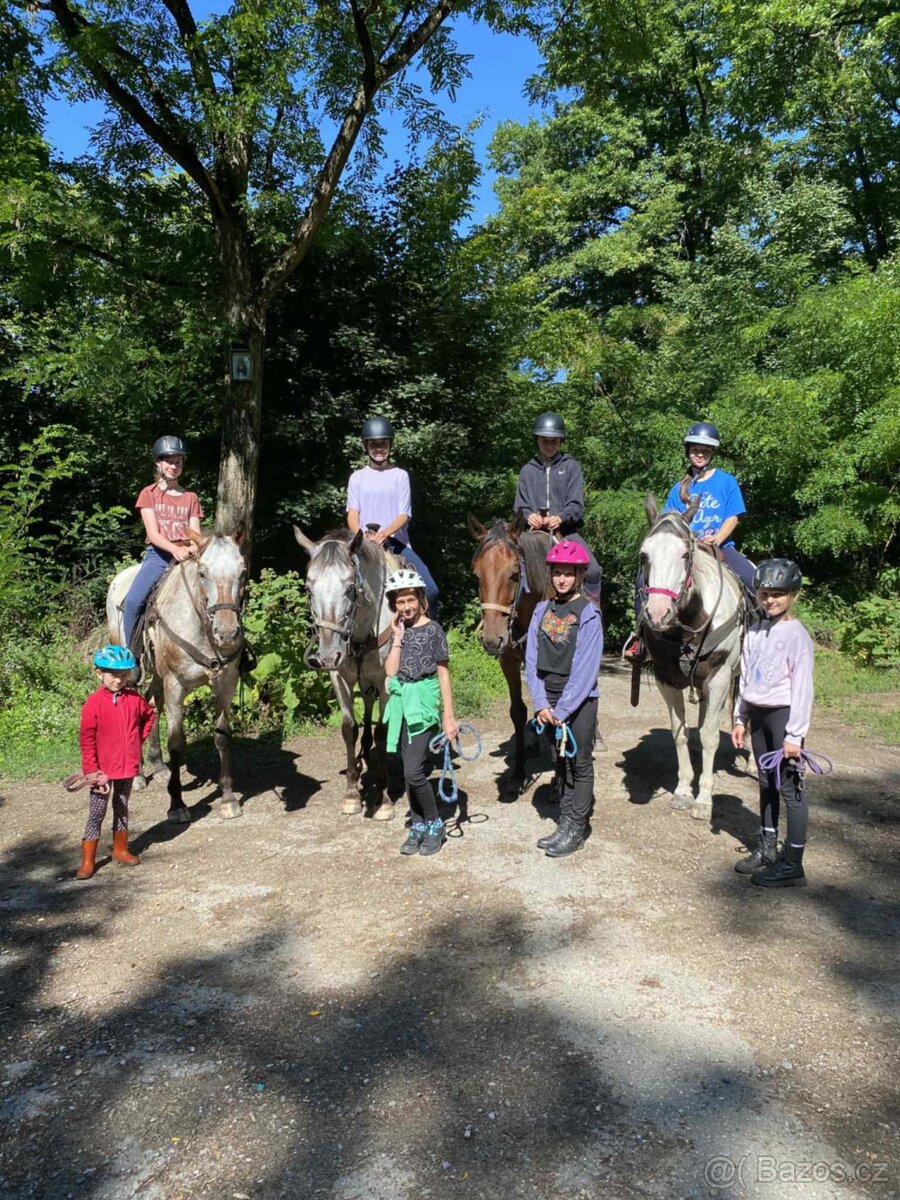 Poptávám valacha pro děti