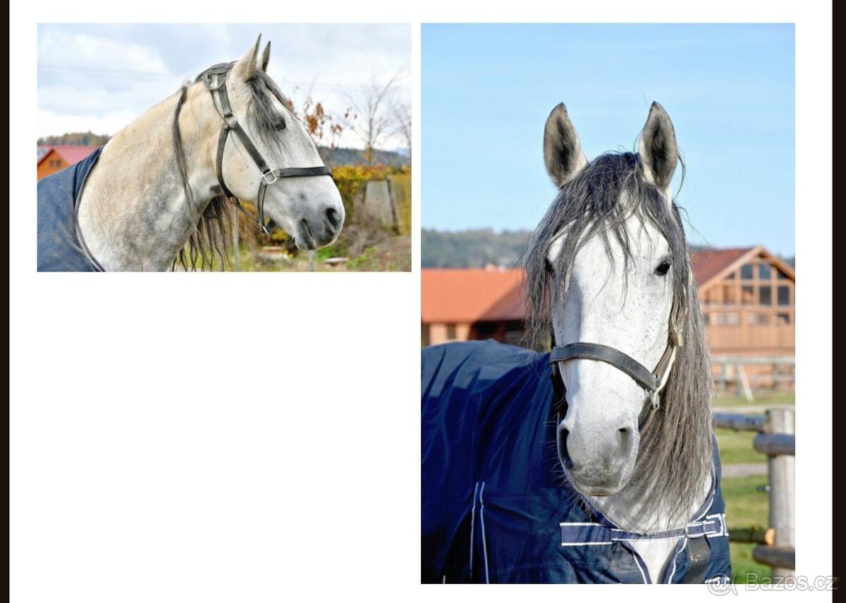 Starokladrubský hřebec Favory Eneis XXXIII