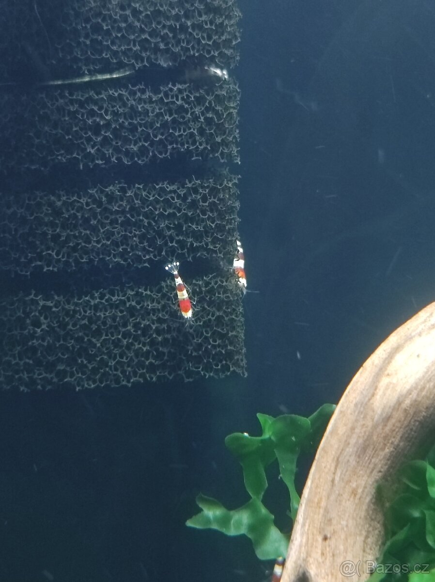 Krevetky Caridina Red Bee, Crystal Red