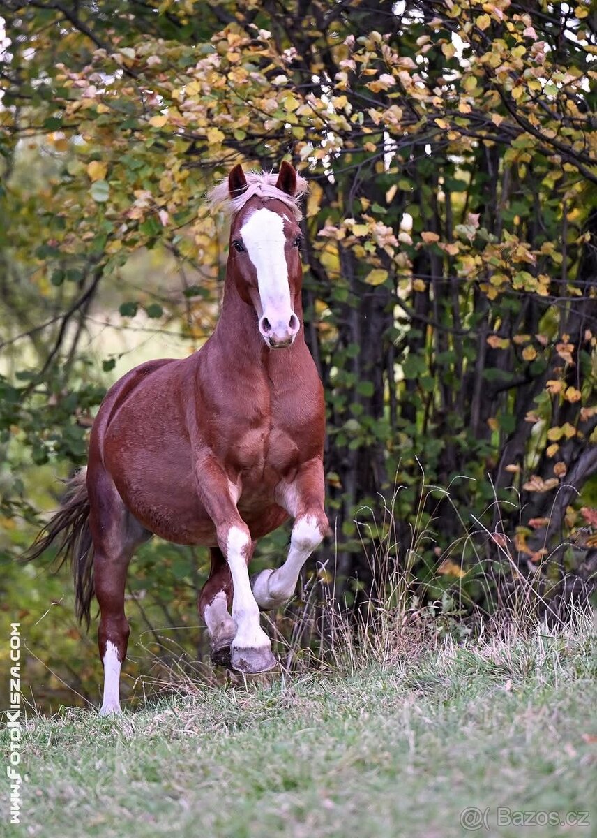 Připouštění Welsh cob - D