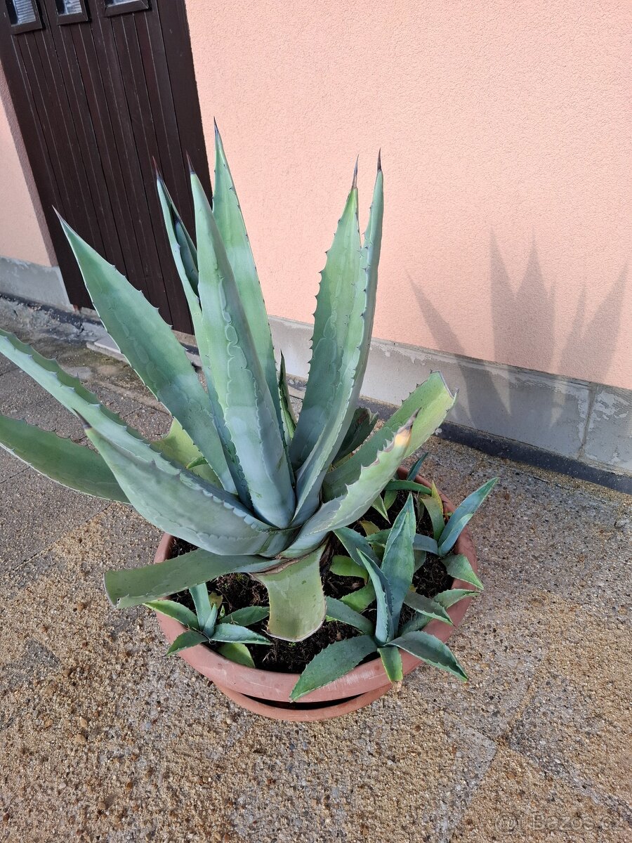 Agáve