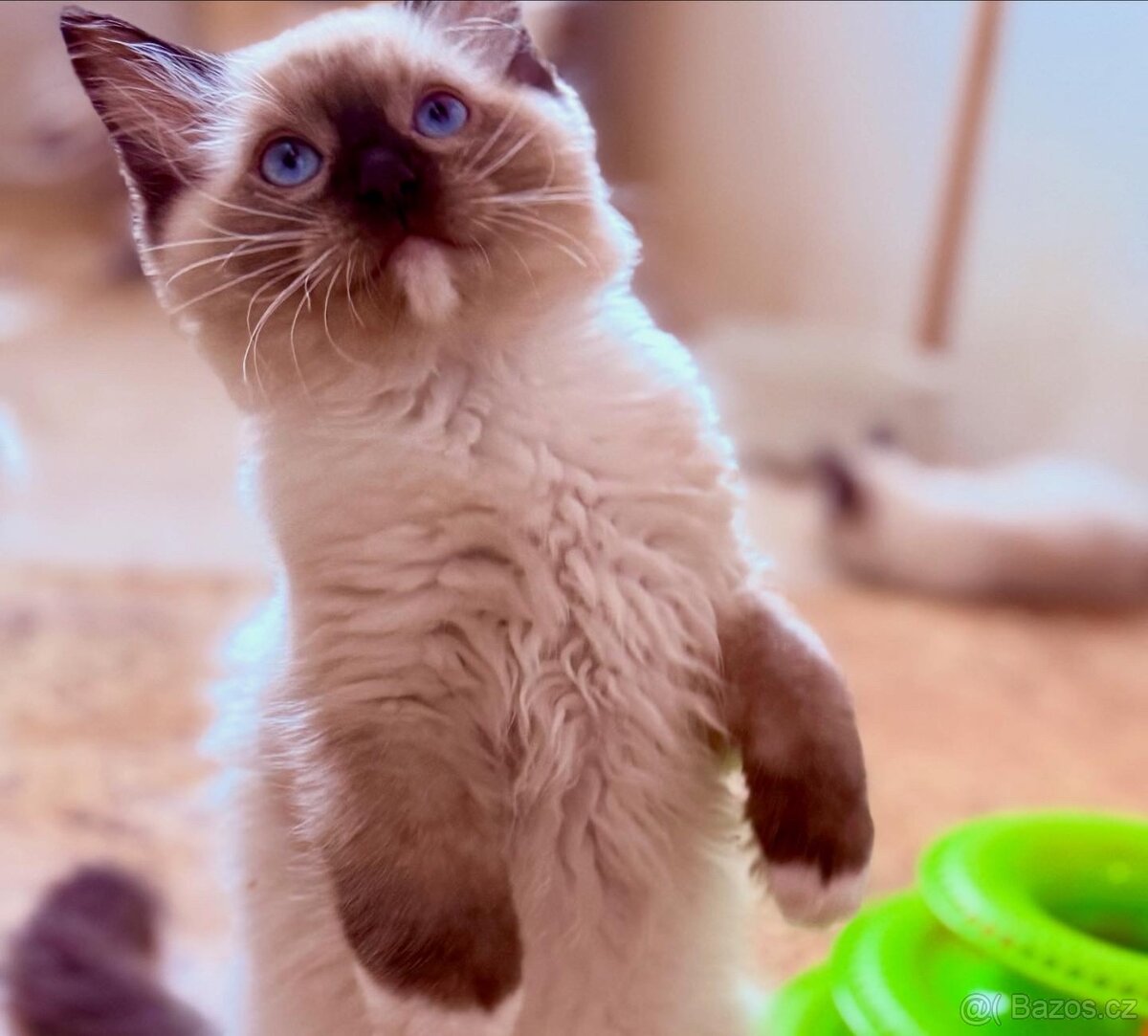 Koťátka Ragdoll s PP