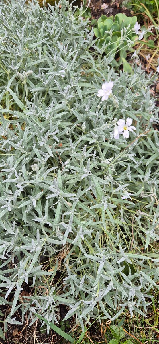 Přebytky ze zahrádky,