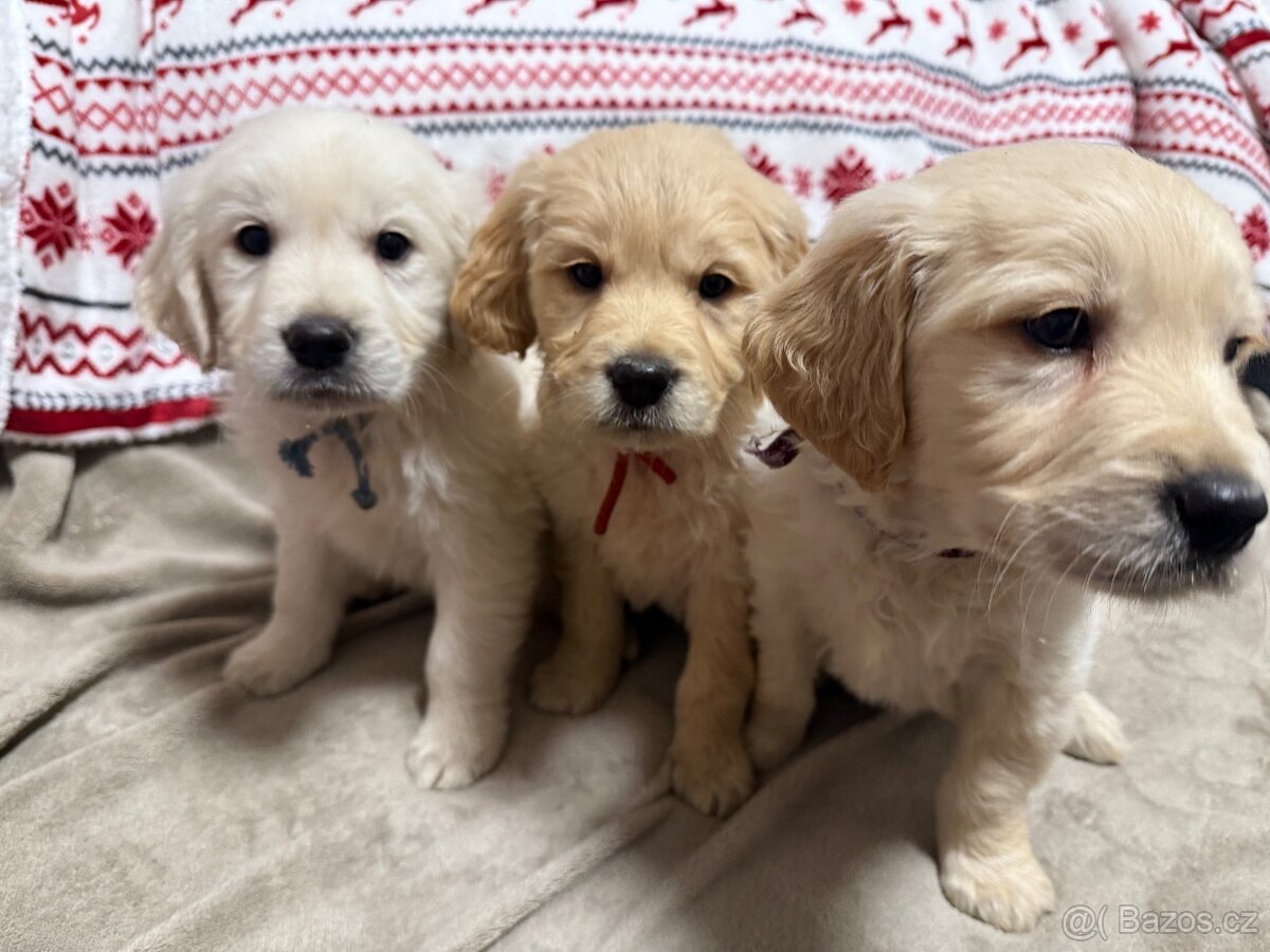 Zlatý retrívr – odběr ihned