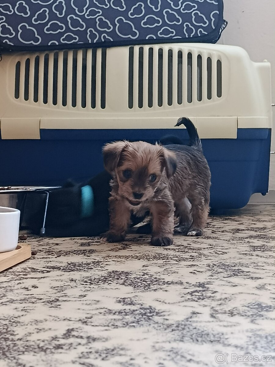 Fenečka hledá svůj domov