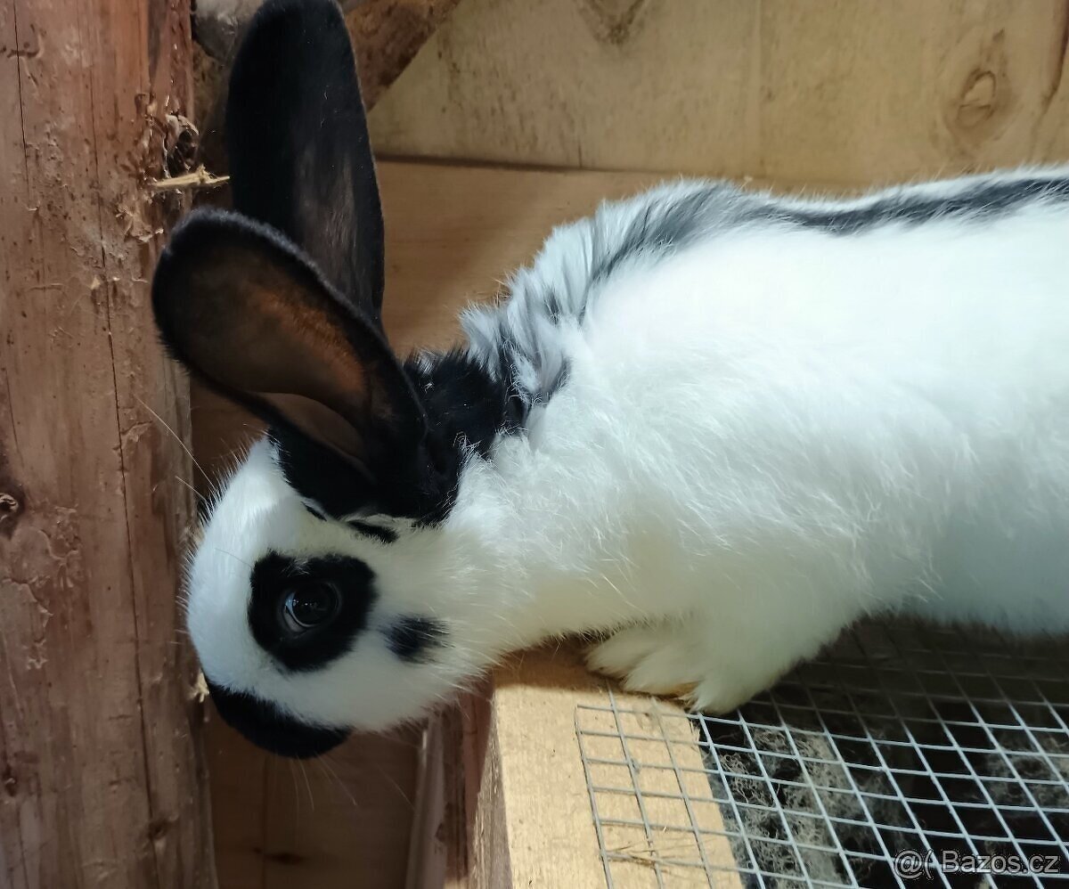 Německý obrovitý strakáč - samci