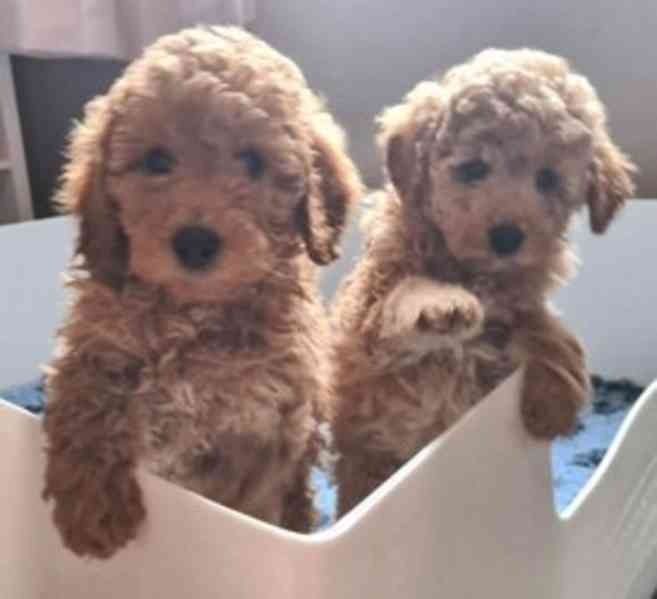 Maltipoo