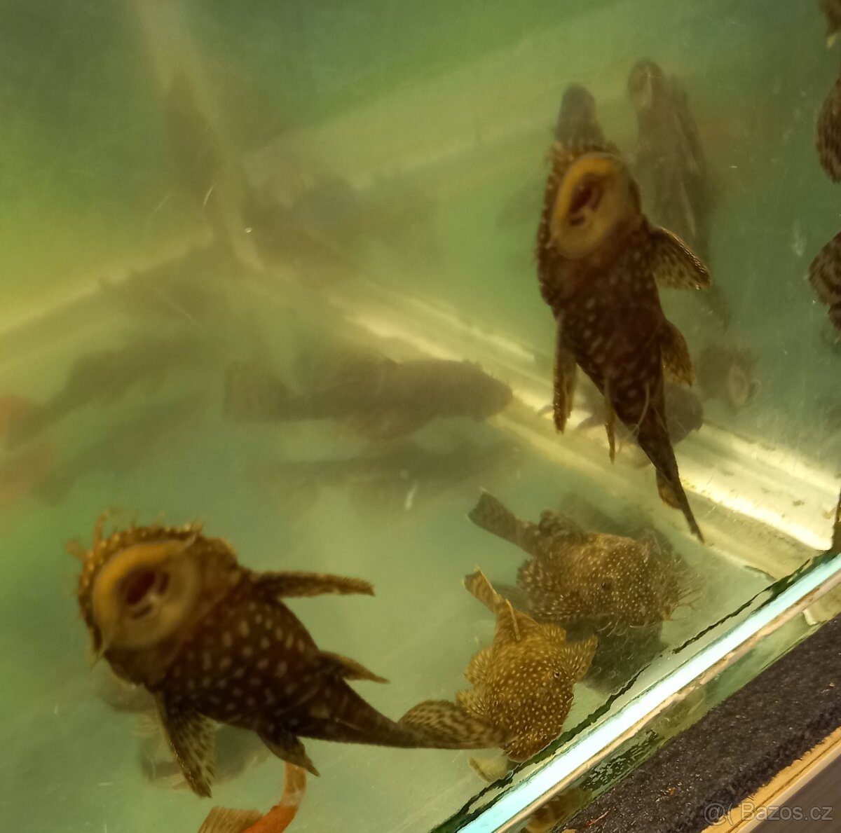 Ancistrus sp.