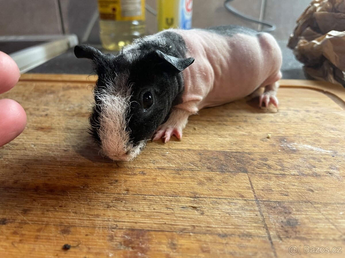 Skinny morče
