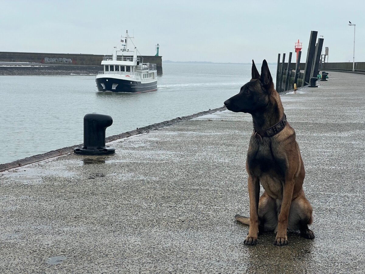 Belgický ovčák malinois s PP