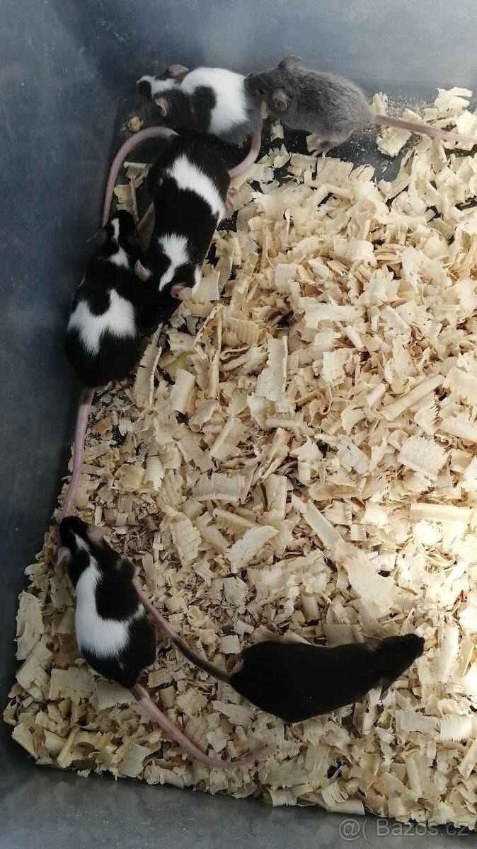 Prodám hlodavce na krmení, mohu i poslat