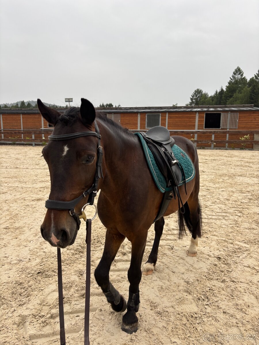 Krásný 8 letý valach - pony A