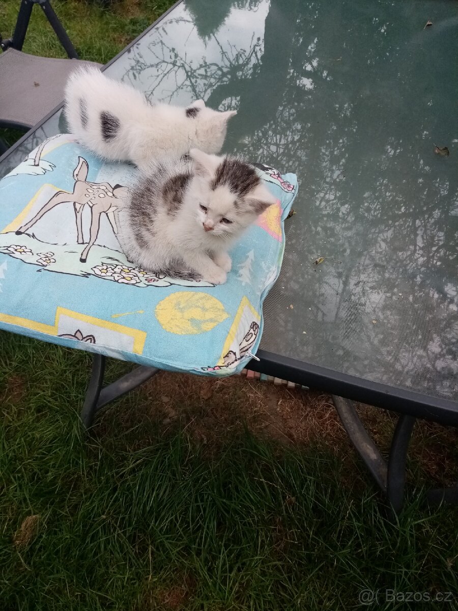 kotě 🙀