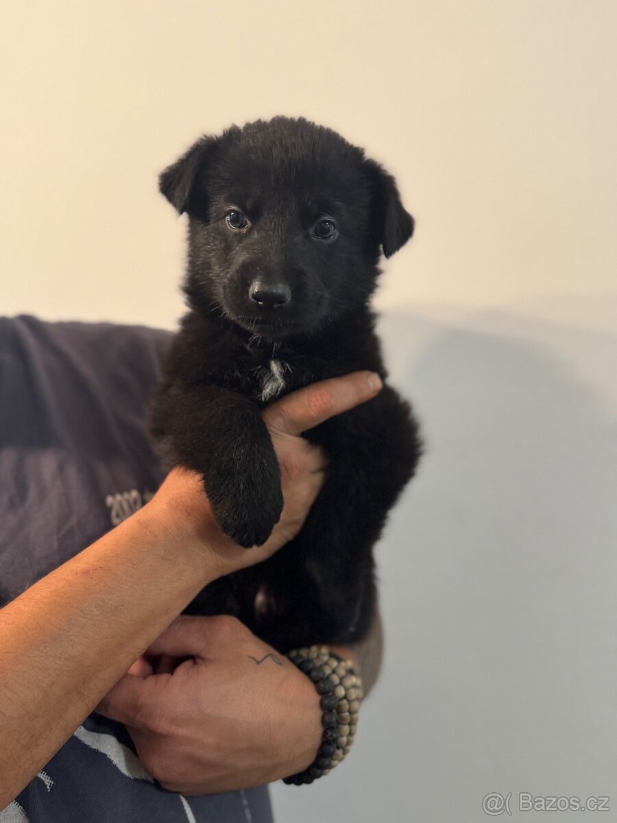 Německý ovčák Štěnata