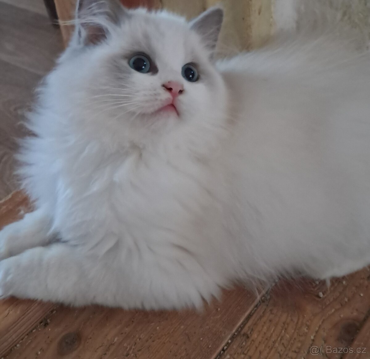 Koťátka  ragdoll s PP (FIFE)