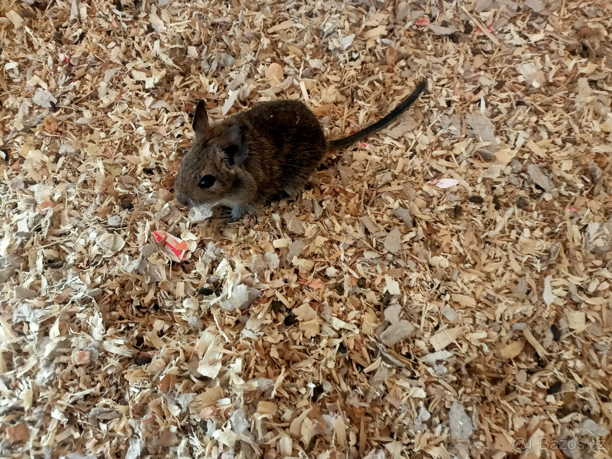 Daruji dvě mladé samice osmáka degu