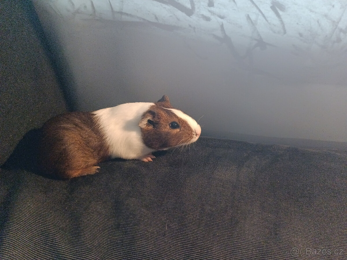 Malá morčata z domácího chovu (i jednotlivě)