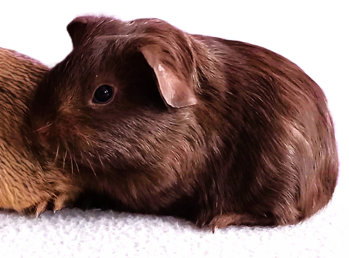 Morče – samec s VP