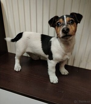 Jack Russell teriér