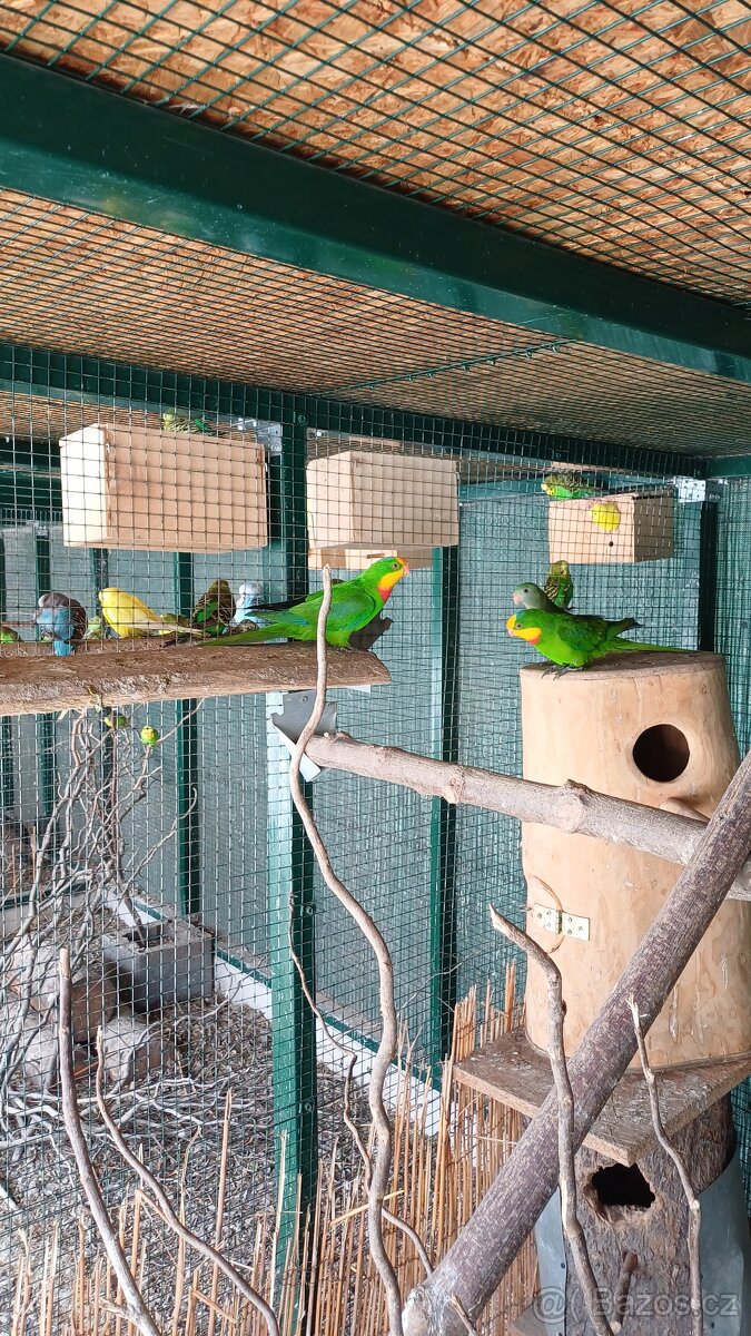 Papoušek nádherný