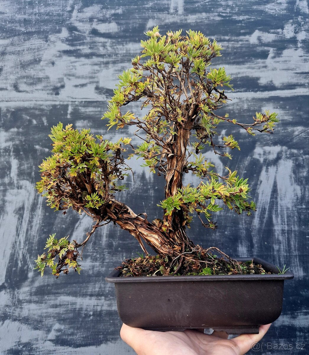 Bonsai, Bonsaj - Mochna 9