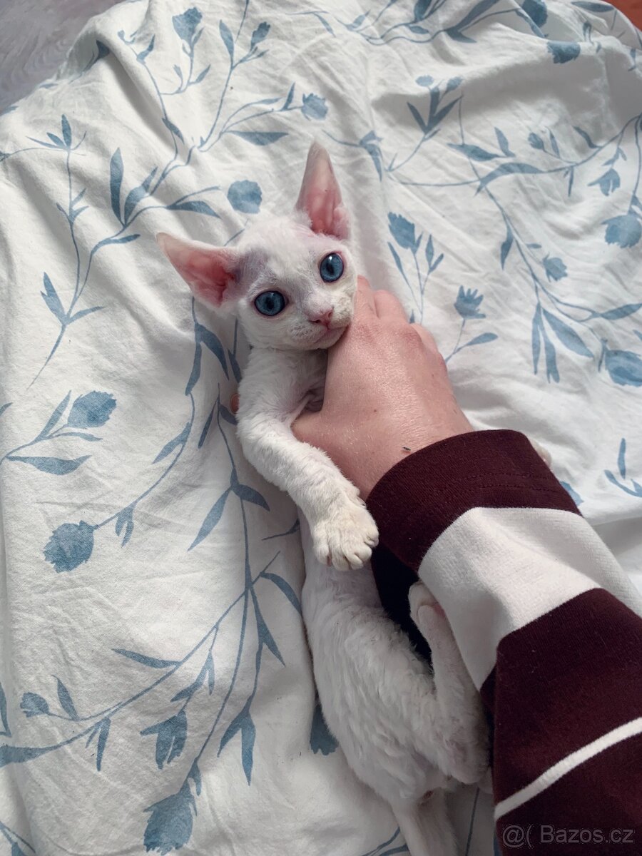 Devon rex