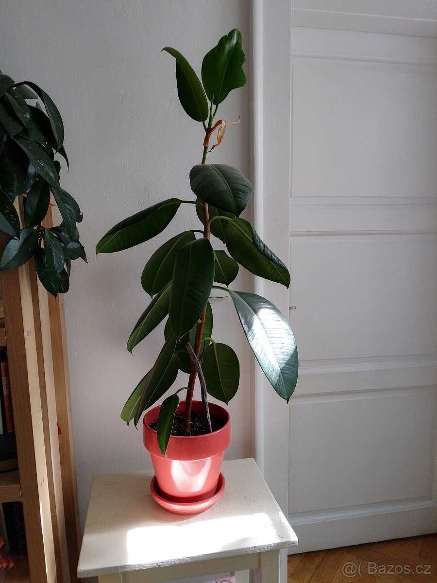 Stálezelený ficus, rozzáří každou domácnost