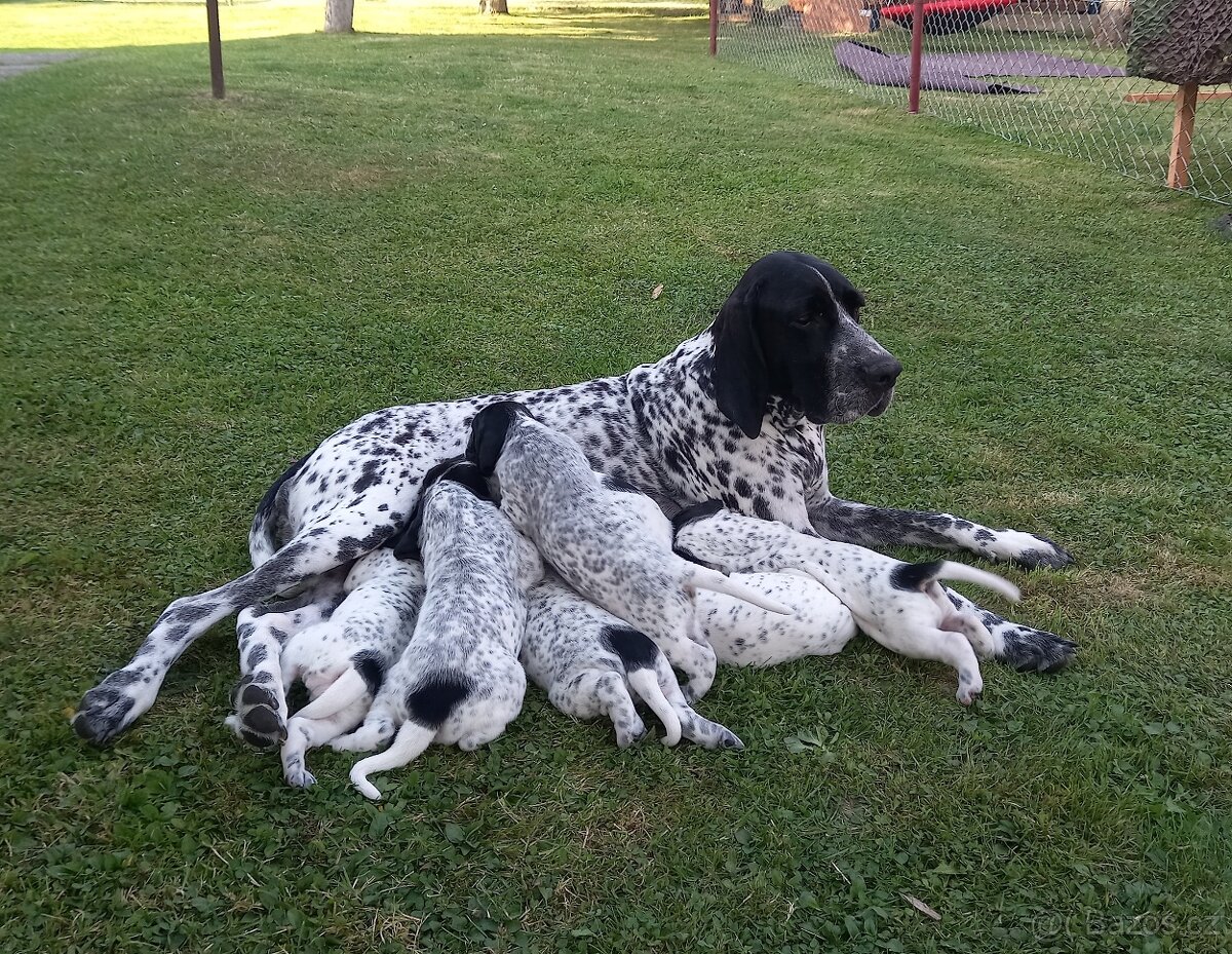 Ohař, Auvergneský ohař, Braque d'Auvergne