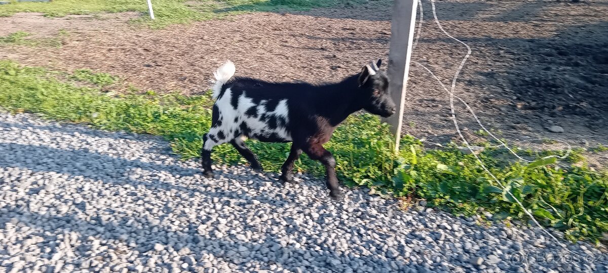 Zakrslá koza