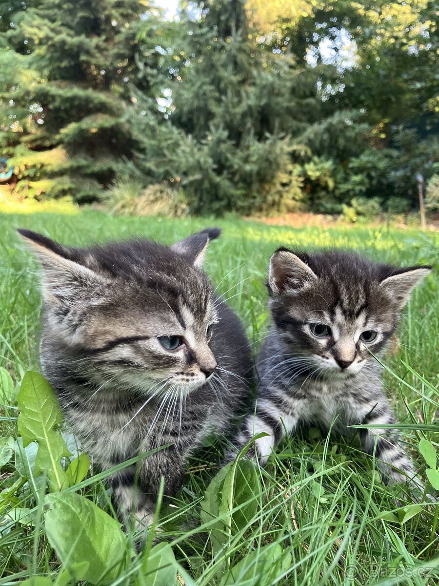 Kotě mainské mývalí