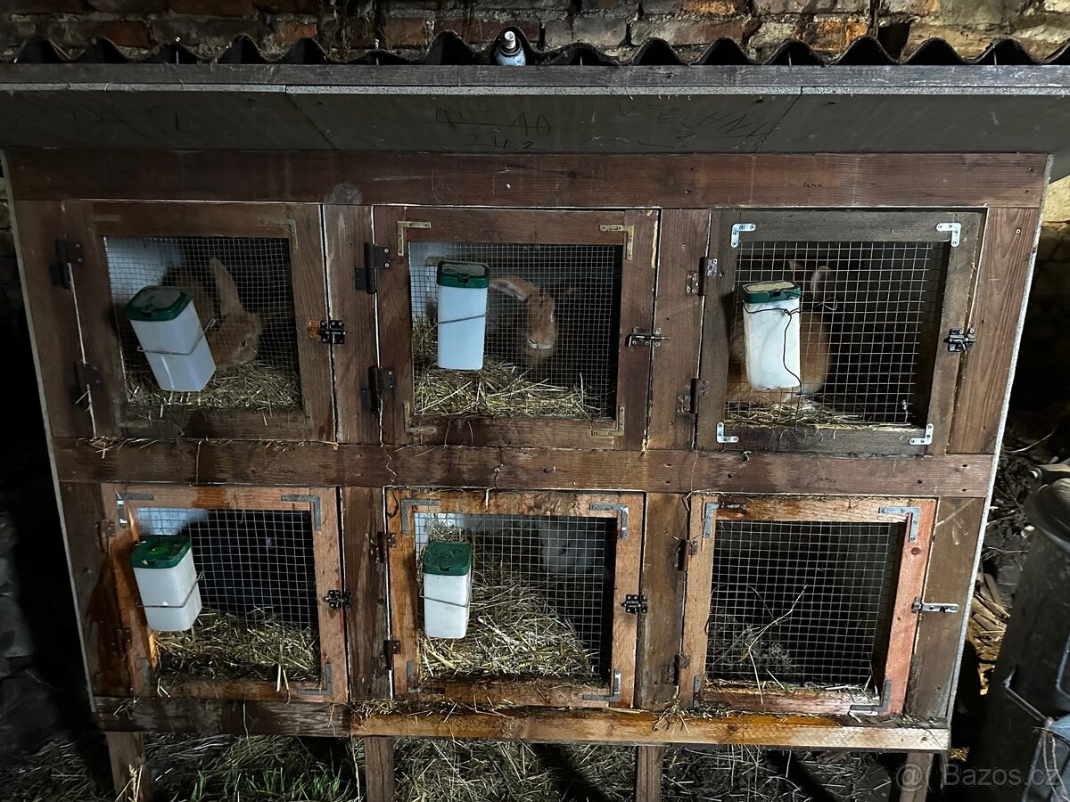 Králíkárna s králíky