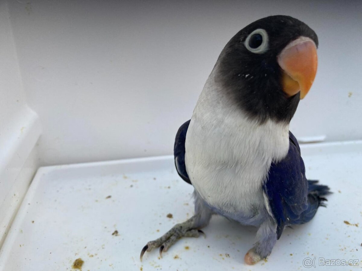 Agapornis škraboškový - hendikep - na ochočení