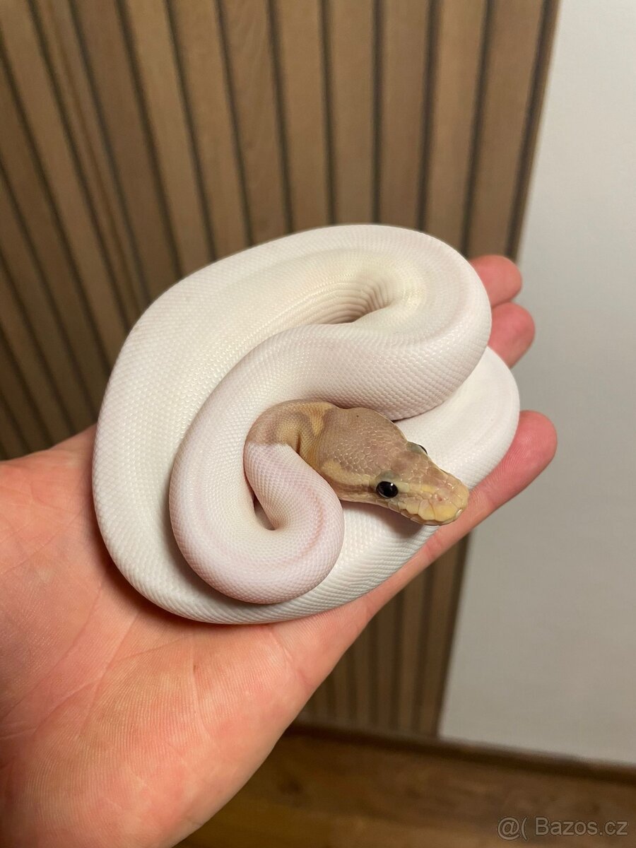 Krajta královská samice Banana Black pastel/Cinnamon Pied