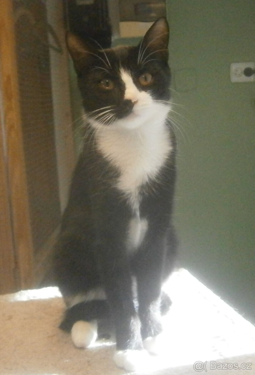 Mazlivý, klidnější 5,5měsíční černobílý kocourek Body