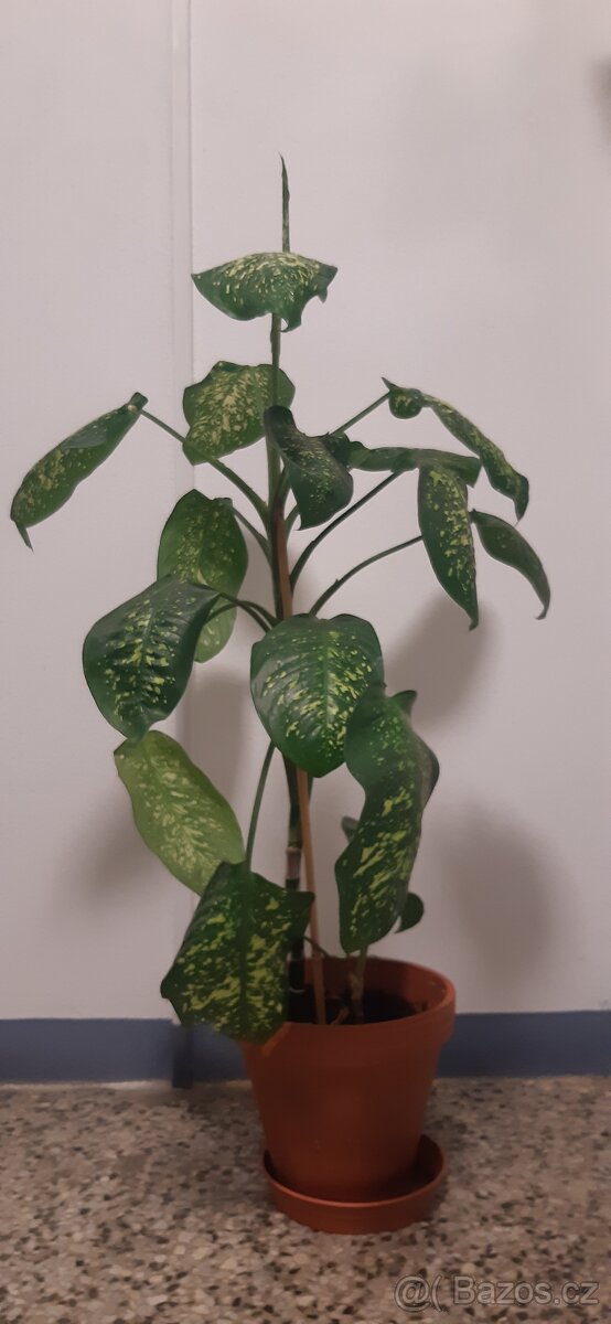 Prodám pokojové rostliny