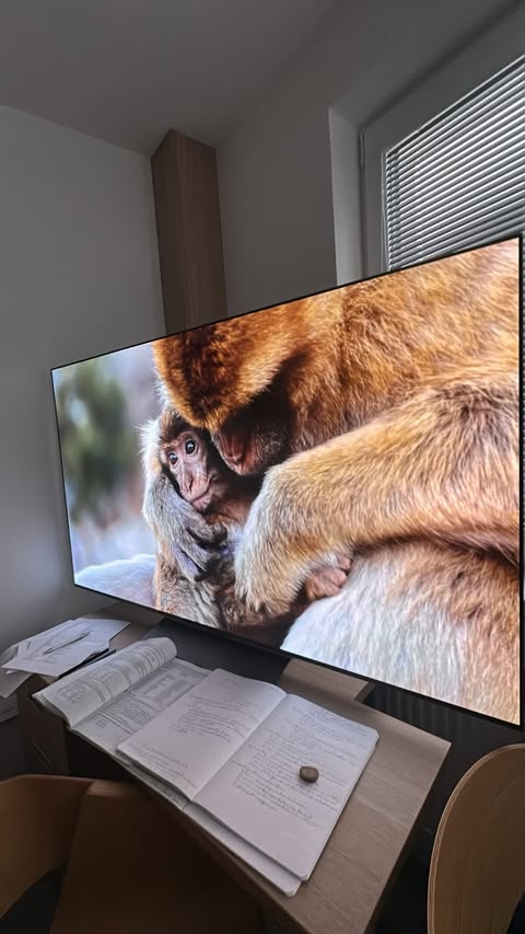 Televize 65" LG OLED65C31