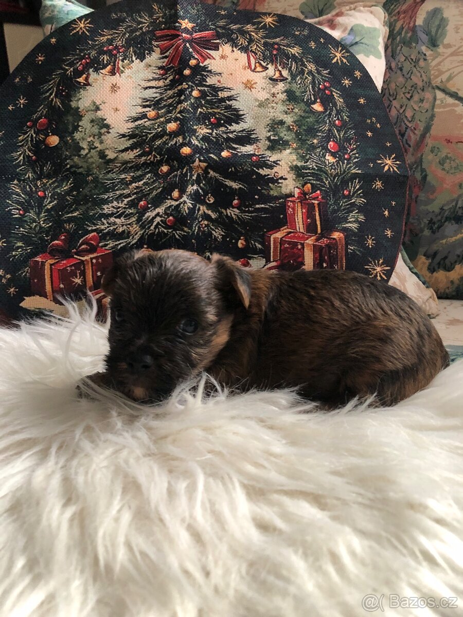 Yorkšírský-jorkšírský-yorkshire teriér