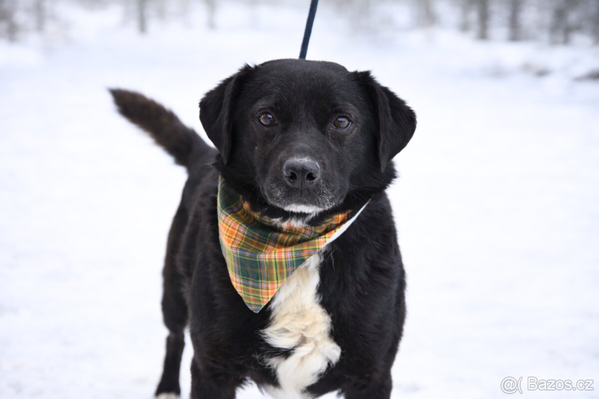 Columbo hledá domov