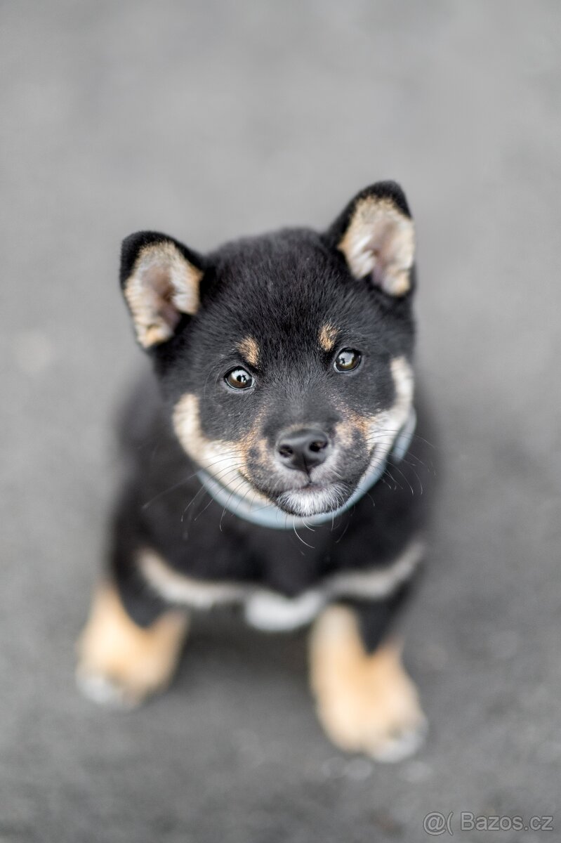 Shiba inu s PP rezervace Červen/Červenec 2025