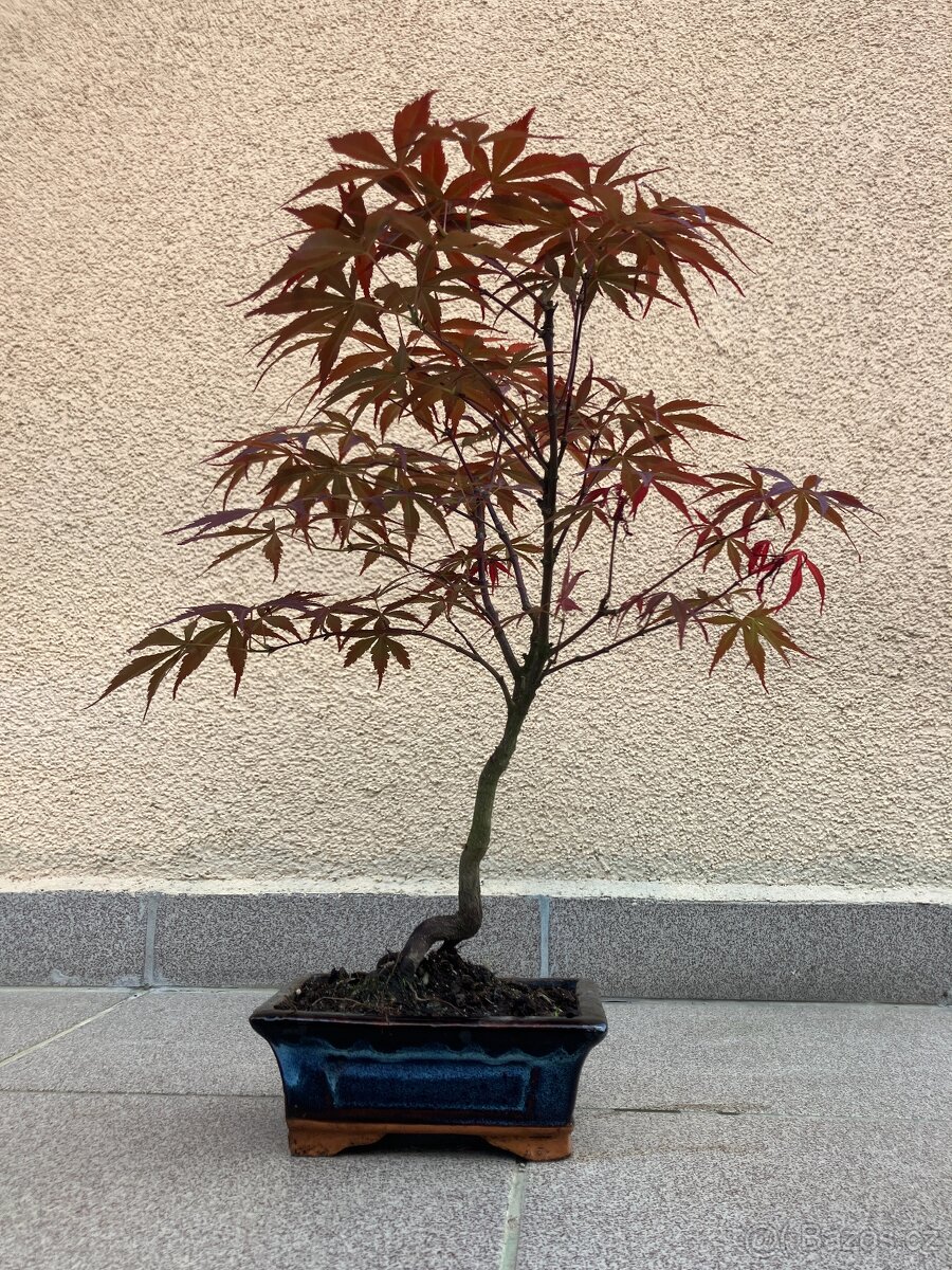 Bonsai, Bonsaj, japonský javor, skalky