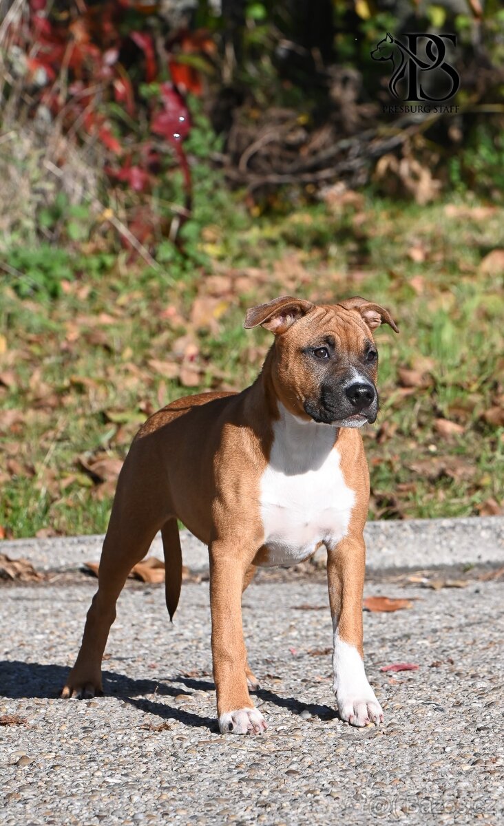 Americký stafordšírský teriér