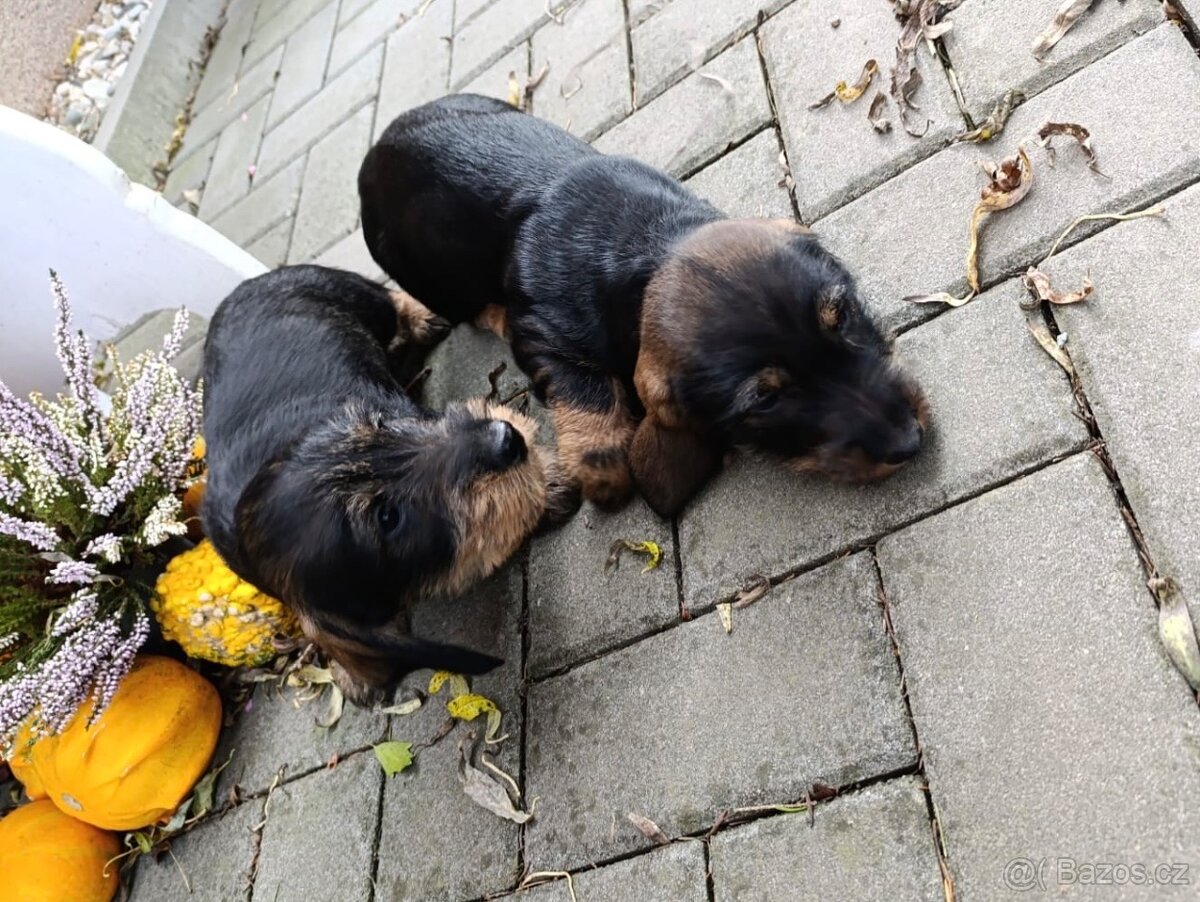 Jezevčík standard drsnosrstý štěně