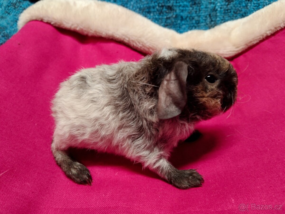 Morče,2 kluci, dalmatin NS