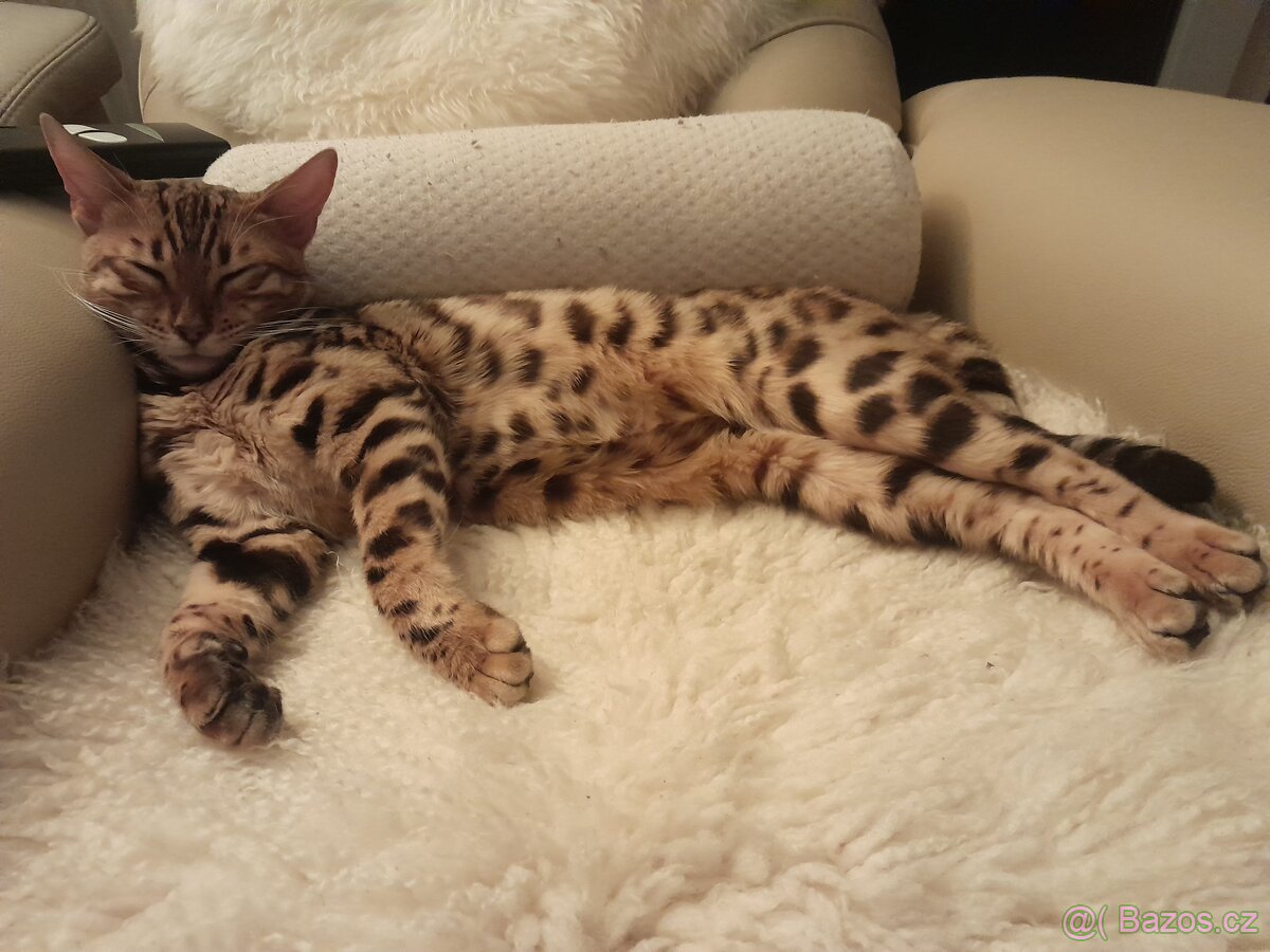 Bengalská kočka