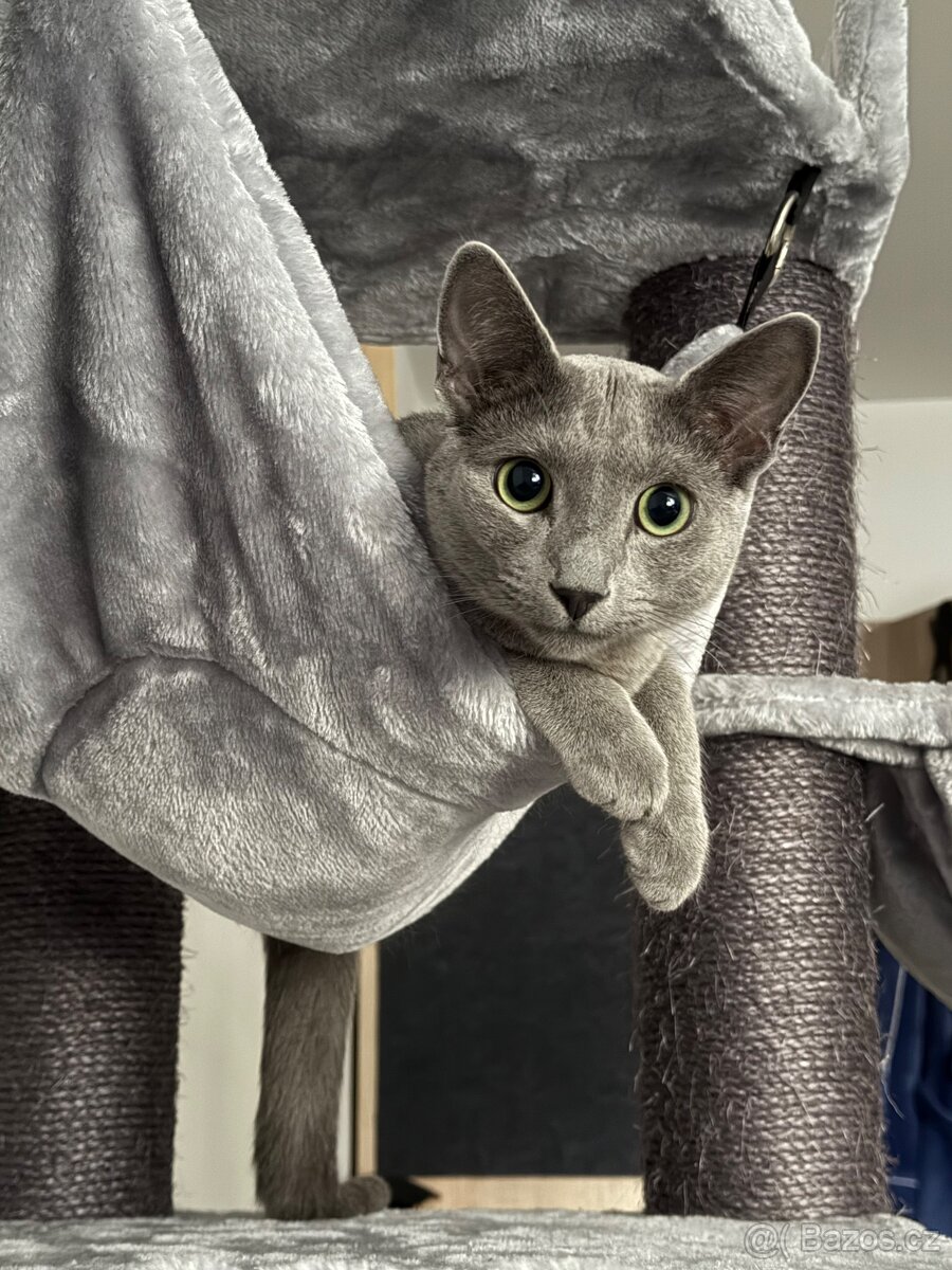 Ruský modrý kocour