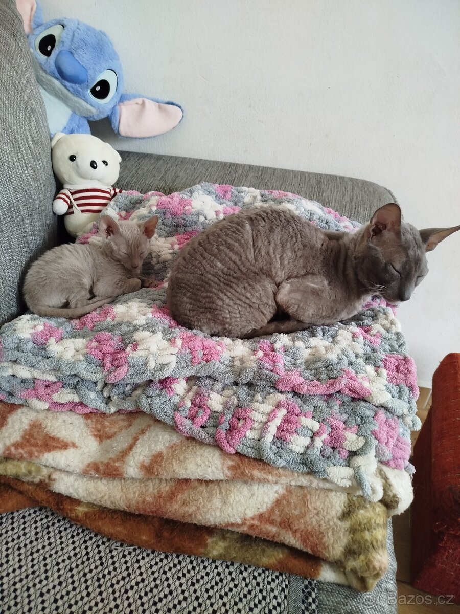 Cornish rex koťátka