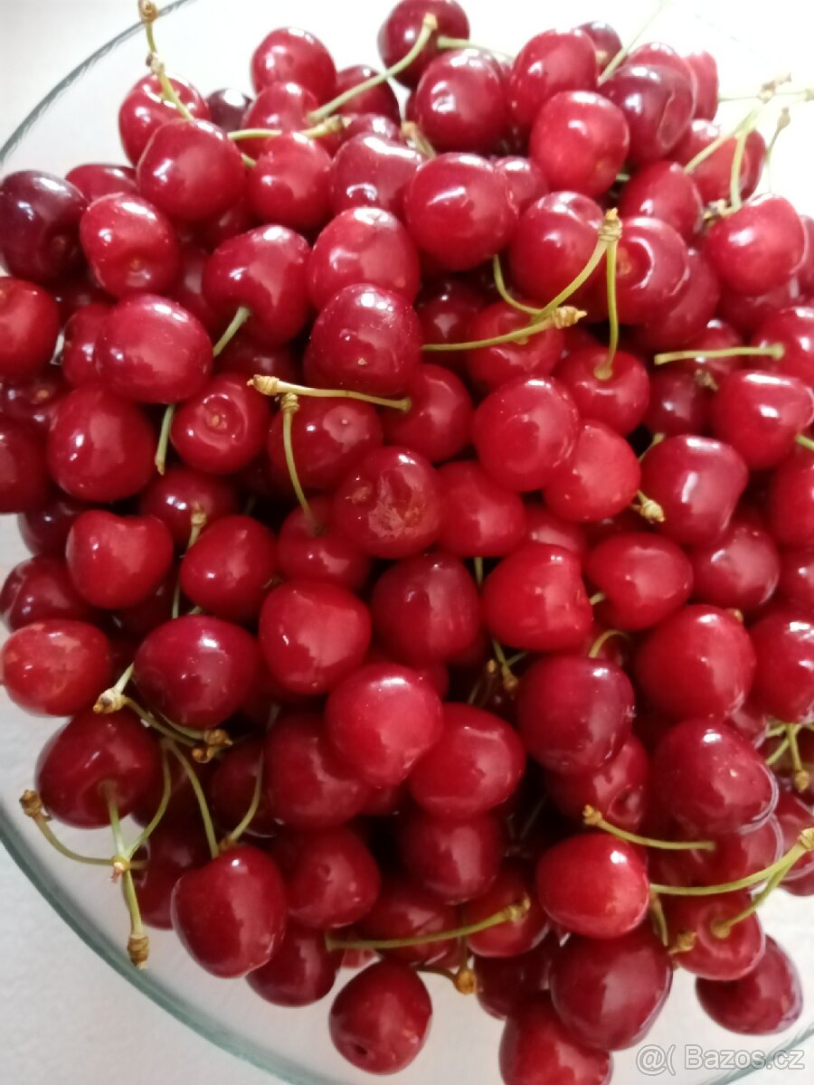 Prodám třešně 60 Kč za 1kg, volejte 607870733