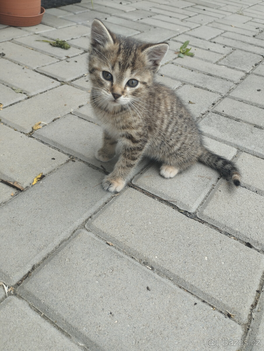 Koťata